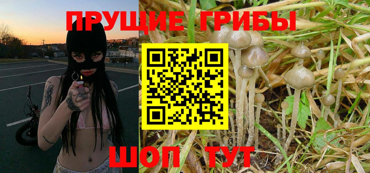 Галлюциногенные грибы Psilocybe Чистополь